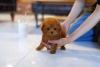 Photo №1. poodle (toy) - for sale in the city of Helsinki | 370$ | Announcement № 116614