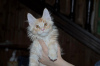 Photo №4. I will sell maine coon in the city of Москва. from nursery, breeder - price - 521$