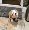 Photo №2 to announcement № 111831 for the sale of english bulldog - buy in Netherlands private announcement