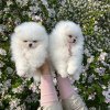 Photo №1. pomeranian - for sale in the city of Антверпен | Is free | Announcement № 125432