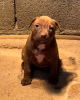 Additional photos: American Pit Bull Terrier puppies