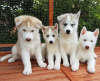 Photo №1. siberian husky - for sale in the city of Bremen | 423$ | Announcement № 114670