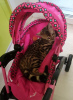 Photo №2 to announcement № 19431 for the sale of bengal cat - buy in India from nursery