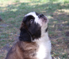 Additional photos: St. Bernard show class puppies