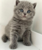 Photo №2 to announcement № 90832 for the sale of british shorthair - buy in Germany private announcement