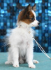 Photo №2 to announcement № 33086 for the sale of papillon dog - buy in Russian Federation breeder
