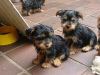 Photo №1. yorkshire terrier - for sale in the city of Флорида Сити | Is free | Announcement № 11722