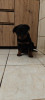 Photo №2 to announcement № 126692 for the sale of rottweiler - buy in Poland private announcement