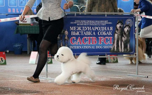 Photo №3. The cutest and most hospitable male breed Bichon Frize invites girls to mate. in Belarus. Announcement № 1079