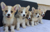 Photo №4. I will sell welsh corgi in the city of Bajša.  - price - negotiated