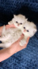 Photo №2 to announcement № 10961 for the sale of persian cat - buy in Finland private announcement