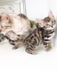 Photo №2 to announcement № 88571 for the sale of bengal cat - buy in Germany private announcement