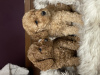 Photo №1. poodle (dwarf) - for sale in the city of Гамбург | 2113$ | Announcement № 95640