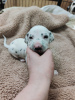 Additional photos: Stunning Dalmatian Puppies black or liver spots