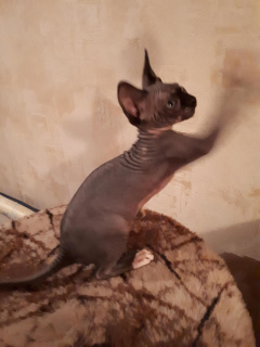 Photo №1. sphynx cat - for sale in the city of Moscow | 246$ | Announcement № 2193