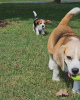 Additional photos: Beautiful Beagle puppies