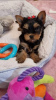 Photo №1. yorkshire terrier - for sale in the city of New York | 250$ | Announcement № 112309