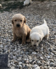 Photo №3. Golden Retriever Puppies for adoption. Germany