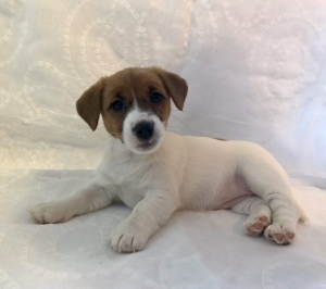 Photo №2 to announcement № 5993 for the sale of jack russell terrier - buy in Russian Federation breeder