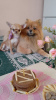 Photo №1. chihuahua - for sale in the city of Munich | 269$ | Announcement № 104920