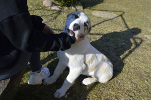 Additional photos: Sale of puppies of the Central Asian Shepherd Dog (Alabai).