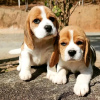 Photo №1. beagle - for sale in the city of Bern | 475$ | Announcement № 112010