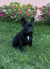 Additional photos: French bulldog from Don