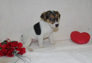 Photo №1. jack russell terrier - for sale in the city of Boulogne-Billancourt | 727$ | Announcement № 862