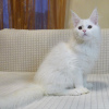 Photo №3. Sweet pedigree Maine Coon kittens. Greece