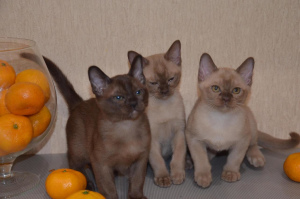 Photo №4. I will sell burmese cat in the city of Москва. private announcement, from nursery, breeder - price - 399$