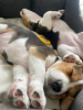 Photo №3. Beagle puppies. Turkey