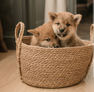 Photo №4. I will sell shiba inu in the city of Stavropol. breeder - price - Negotiated
