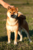 Photo №3. Male Shiba Inu, Shiba Inu, Shiba Inu is open for mating in Russian Federation. Announcement № 14096