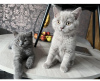 Photo №1. british shorthair - for sale in the city of Bremen | 300$ | Announcement № 89443