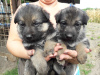 Photo №2 to announcement № 7662 for the sale of german shepherd - buy in Ukraine private announcement