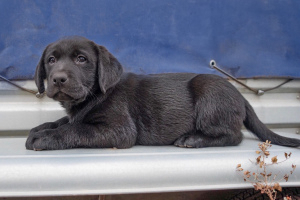 Photo №2 to announcement № 3816 for the sale of labrador retriever - buy in Russian Federation private announcement, from nursery