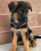 Photo №1. german shepherd - for sale in the city of Framlingham | negotiated | Announcement № 122133