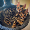 Photo №1. bengal cat - for sale in the city of Helsinki | negotiated | Announcement № 117919