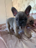Photo №2 to announcement № 99952 for the sale of french bulldog - buy in Germany private announcement, from nursery
