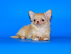 Photo №4. I will sell chihuahua in the city of Москва. from nursery, breeder - price - negotiated