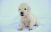 Photo №1. golden retriever - for sale in the city of Berlin | 158$ | Announcement № 109279