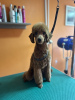 Additional photos: Red Poodle, male puppy