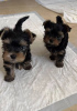 Photo №1. yorkshire terrier - for sale in the city of Gelsenkirchen | negotiated | Announcement № 121639