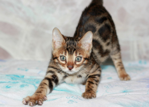 Photo №4. I will sell bengal cat in the city of St. Petersburg. breeder - price - negotiated