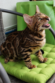 Photo №2 to announcement № 3337 for the sale of bengal cat - buy in Germany from nursery