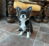 Photo №4. I will sell chihuahua in the city of Maryland. breeder - price - 400$