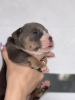 Photo №2 to announcement № 101297 for the sale of american bully - buy in United States from nursery