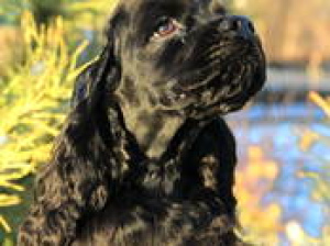Photo №1. american cocker spaniel - for sale in the city of Dzerzhinsk | 200$ | Announcement № 798