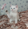 Photo №2 to announcement № 10971 for the sale of british shorthair - buy in Russian Federation from nursery