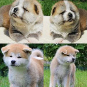Additional photos: Japanese Akita Inu puppies buy a dog